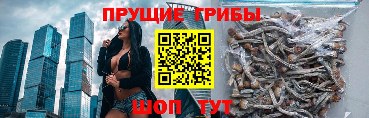Псилоцибиновые грибы ЛСД Михайловка